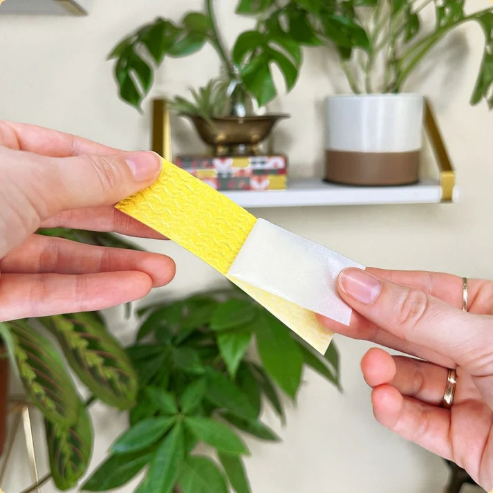 Compostable Gnat Traps 12 Pack