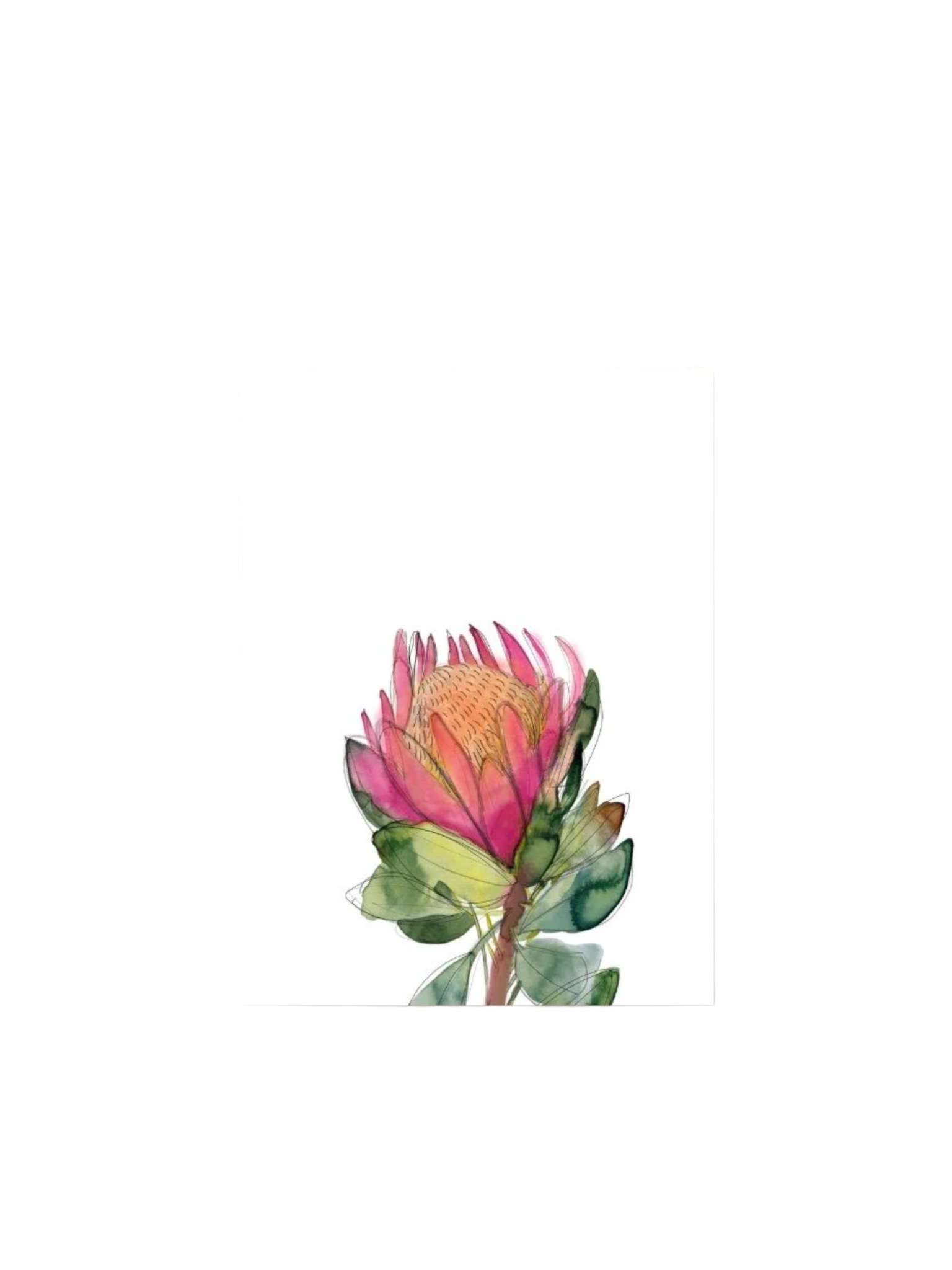 Pink Banksia Greeting Card