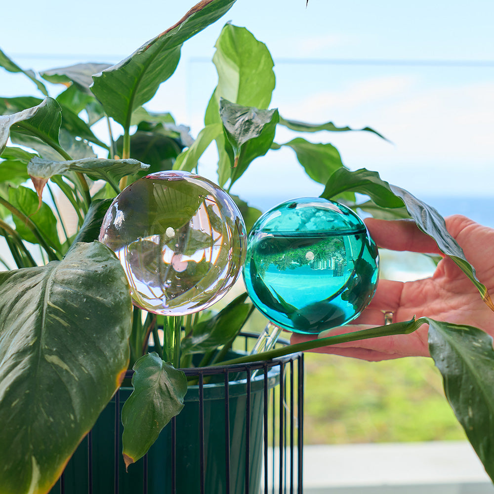 Plant Water Globes - Set of 2